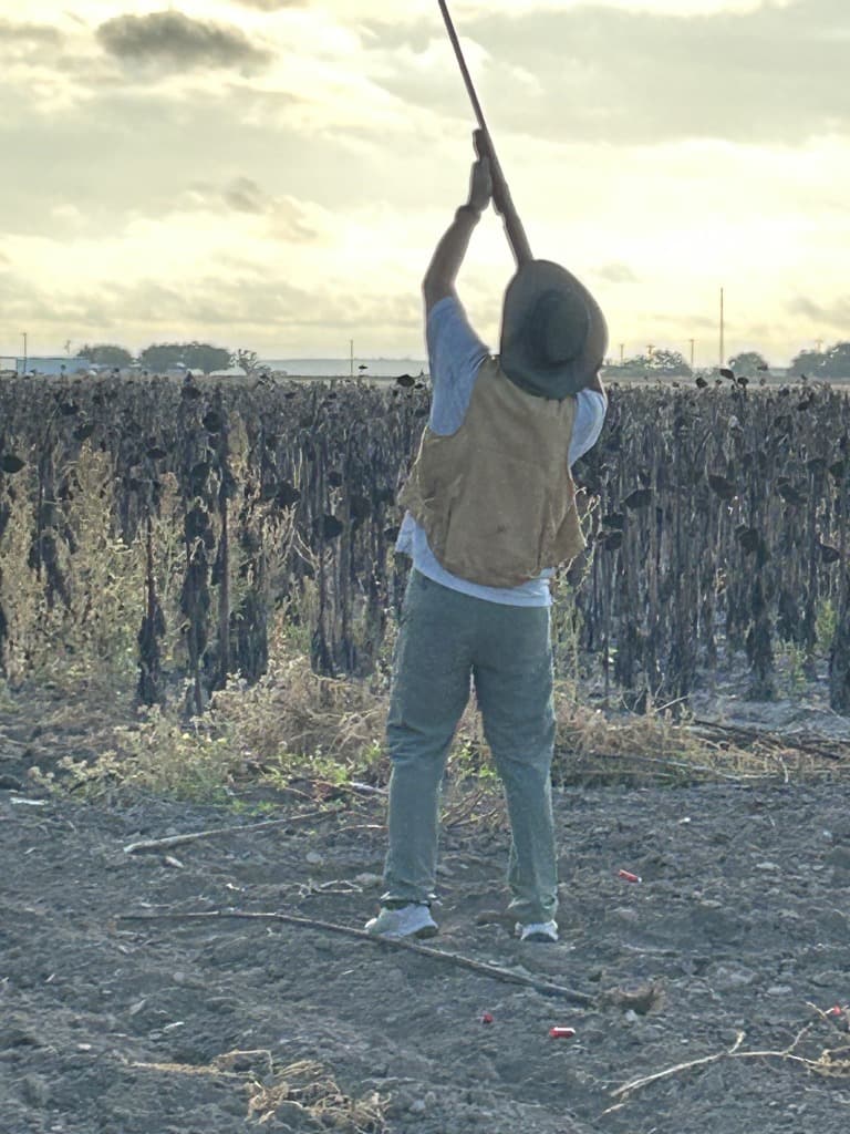 Dove Hunting Field in Texas Hill Country